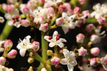 Maak van uw 18-55 lens een super groothoek en macro lens! All In prijs.